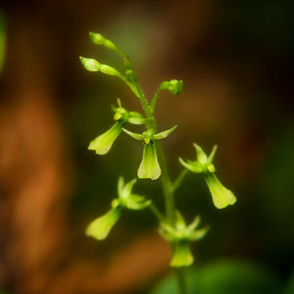 Washington Native Orchids!