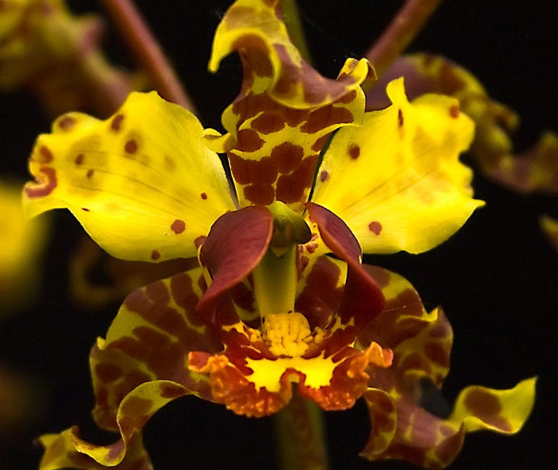 Orchid Hunting in the Florida Everglades