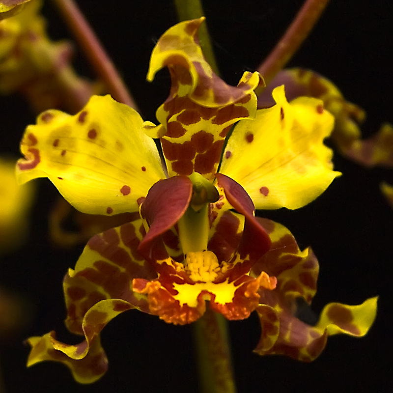 Orchid Hunting in the Florida Everglades