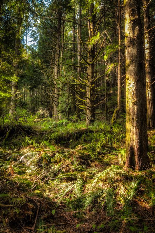 TigerMountainForest100