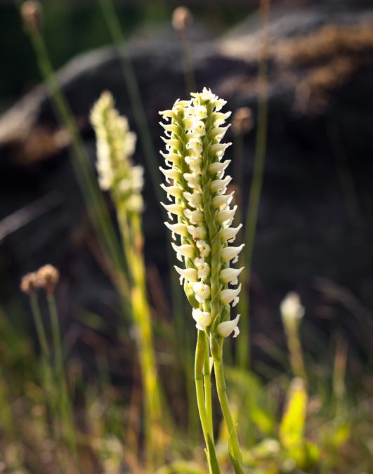 Native Orchids of the Pacific Northwest