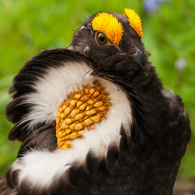 The Sooty Grouse, Formerly the Blue Grouse