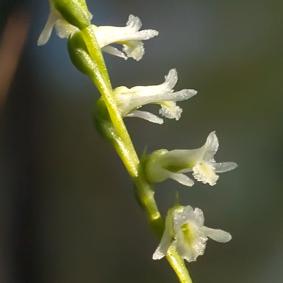 Profiles in Nature #1 – Eaton’s Ladies’-Tresses Orchid (Spiranthes eatonii)