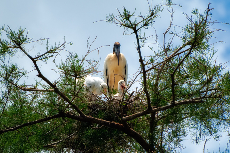 Profiles in Nature #2 – Wood Stork