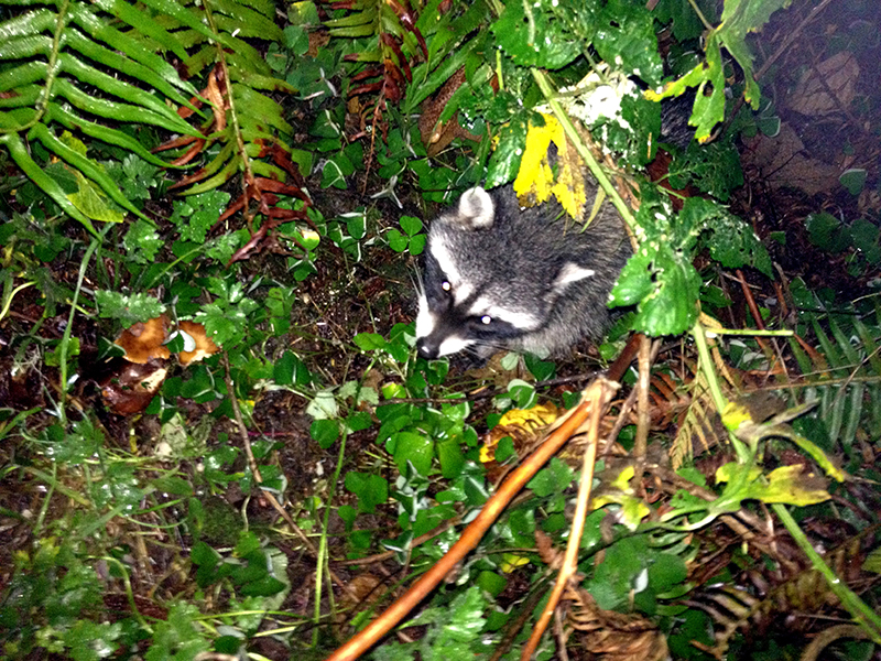 iPhoneRaccoon