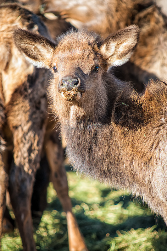 Baby Elk