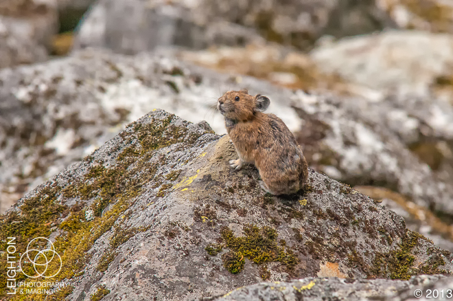 American Pika