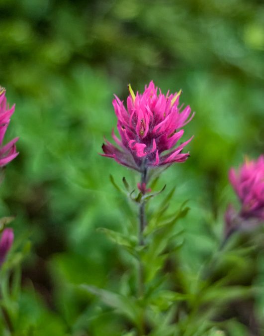 Indian Paintbrush – Botany’s Most Beautiful Opportunist