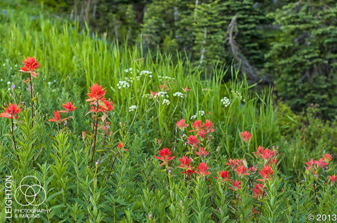 Great Red Paintbrushes on Mount Rainier