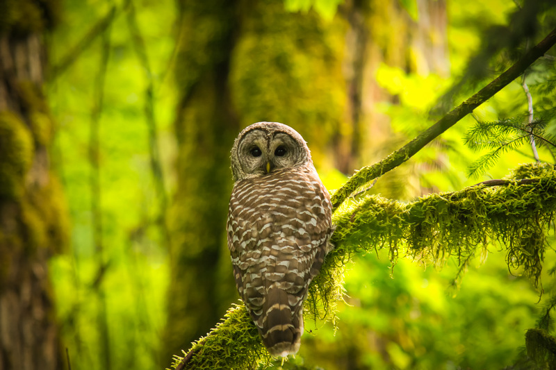 Forest F’owl! A Barred Owl in the Cascade Foothills