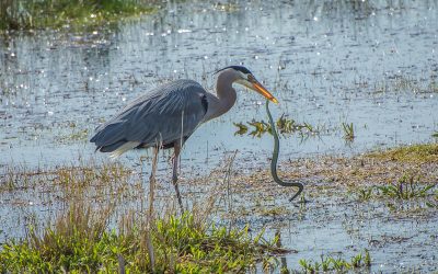 A Great Blue Heron Catches a Northwestern Garter Snake