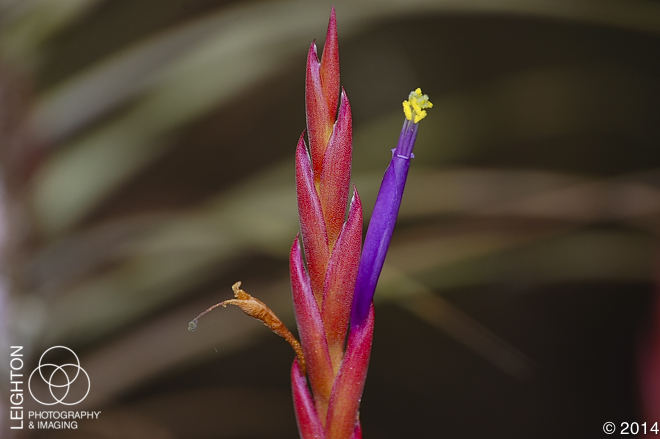 Northern Needleleaf (Tillandsia balbisiana)