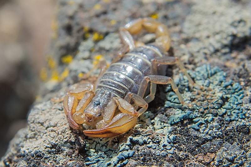 Charming Scorpions and Handling Snakes
