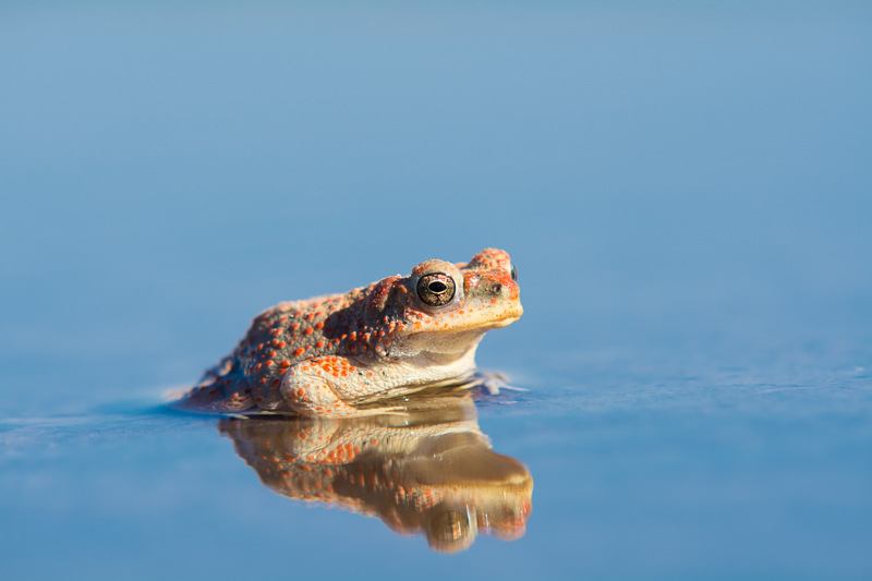 The Red-Spotted Toad of the Moab Desert
