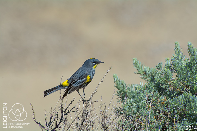 Audubon's Yellow-rumped Warble