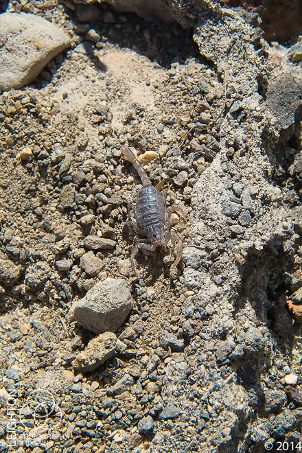 Baby Northern Scorpion (Paruroctonus boreus)