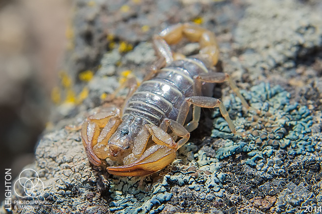 Adult Northern Scorpion (Paruroctonus boreus)