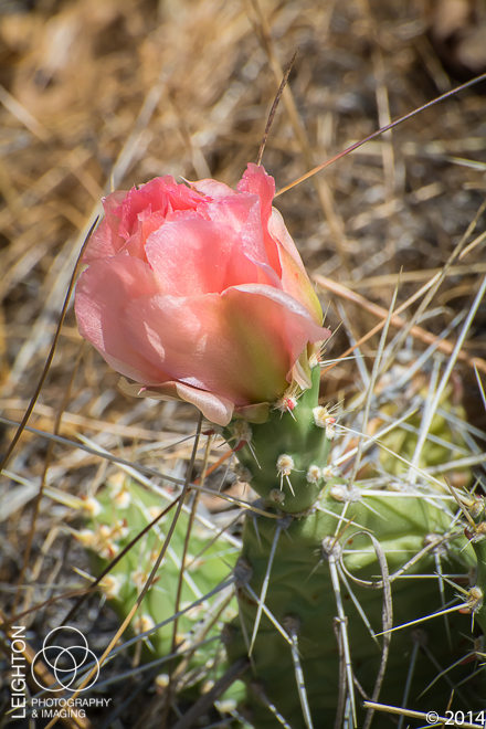 Grizzlybear Prickly Pear Prickly Pear (Opuntia columbiana)