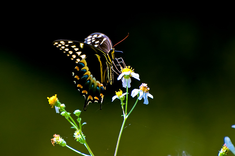 Swallowtail Butterflies of the American Southeast