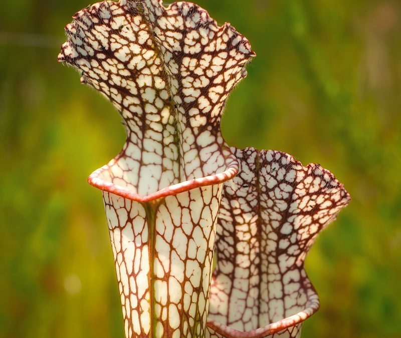 Profiles in Nature #3 – White-topped Pitcher Plant