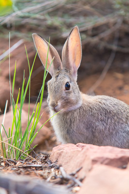 Desert Cottontail (Audubon's Cottontail)