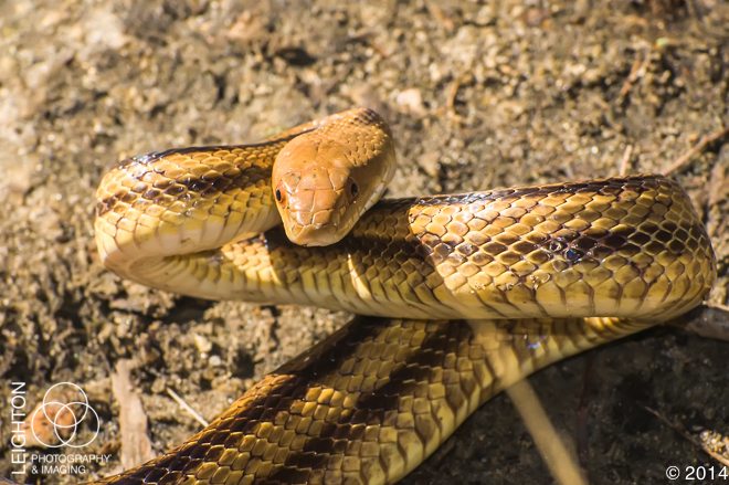 Florida Yellow Rat Snake