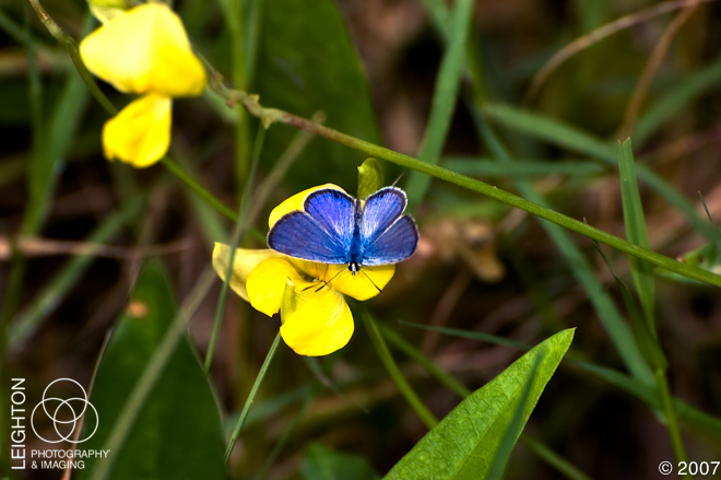 Ceraunus Blue (Hemiargus ceraunus)