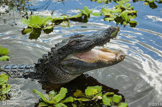 Gaping Male Alligator