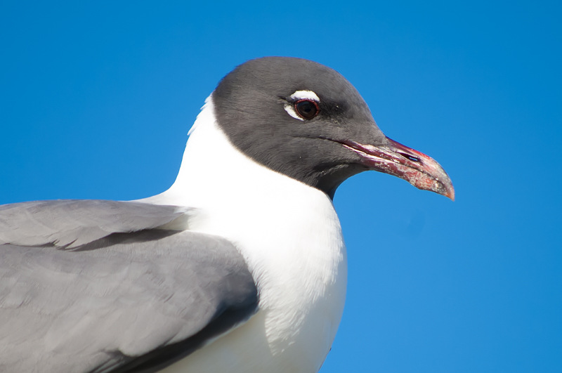Laughing Gull Close-up