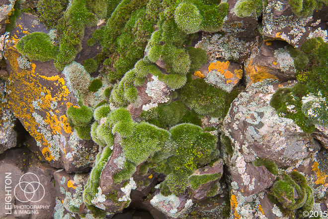 Lichen and Moss Community