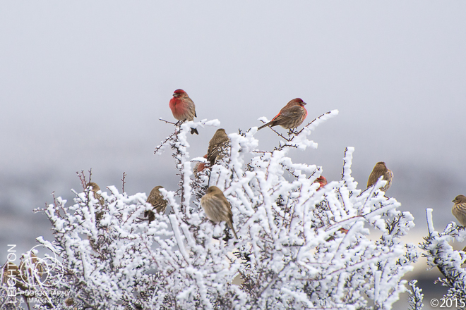 House Finches and Hoar Frost