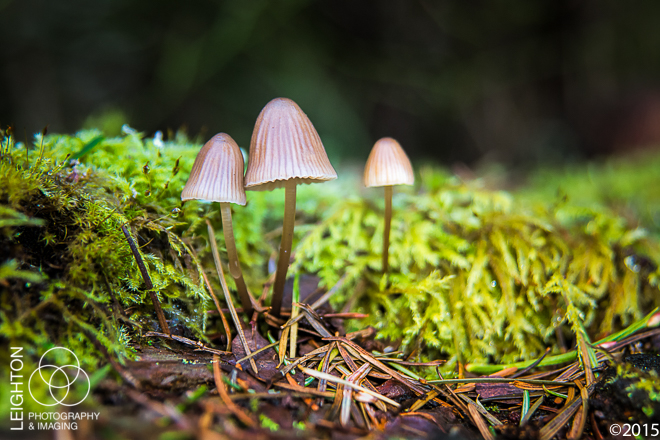 Mycena citrinomarginata