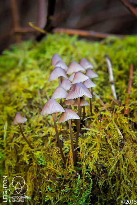 Mycena citrinomarginata