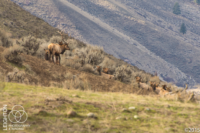 Rocky Mountain Elk - Bull and Harem