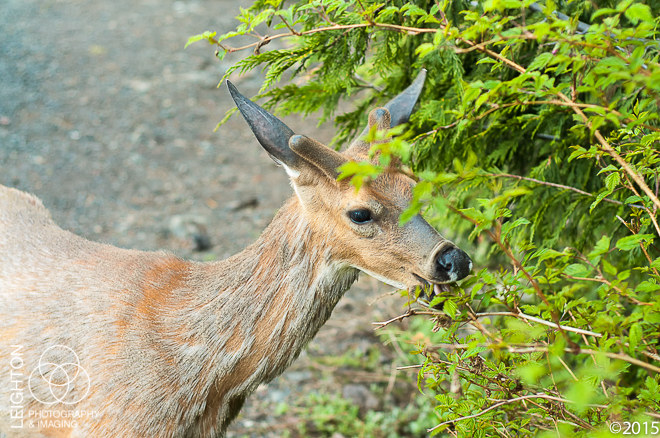 Columbian Black-tailed deer Young Buck