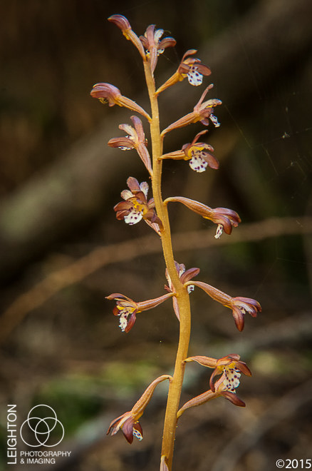 Western Spotted Coralroot (Corallorhiza maculata var. occidental