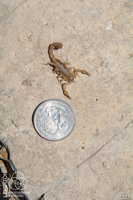 Lesser Stripetail Scorpion