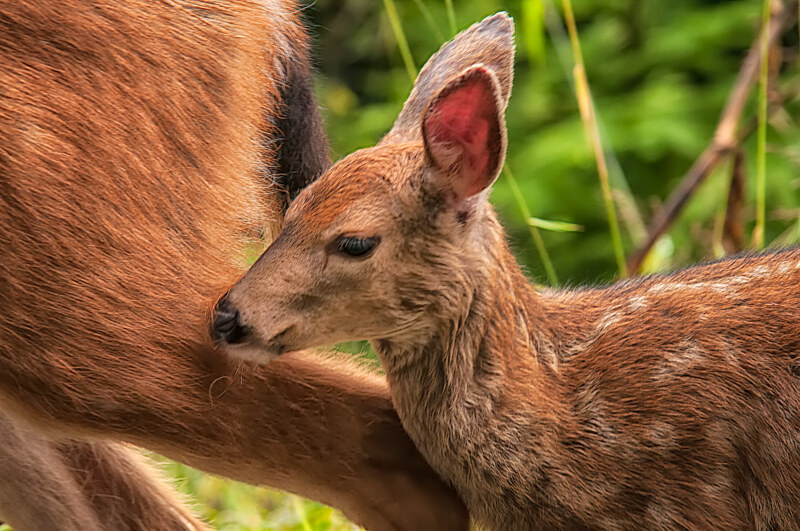 Wildlife of the Pacific Northwest
