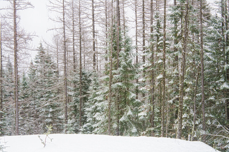 A Quiet Winter Wilderness in Washington State