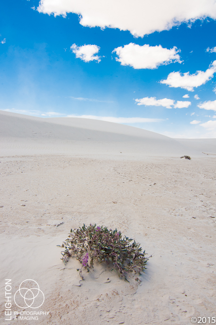 Sand Verbena in White Sands, New Mexico