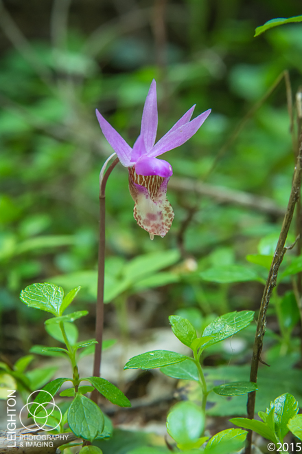 Western Fairy-Slipper