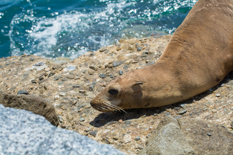 California Sea Lion Yearling