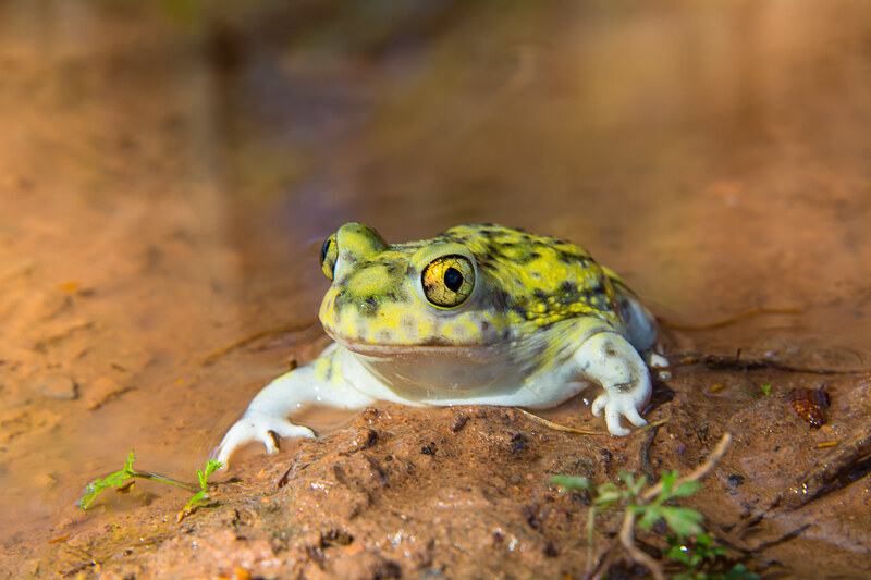 Texas Frogs and Toads of the Rio Grande