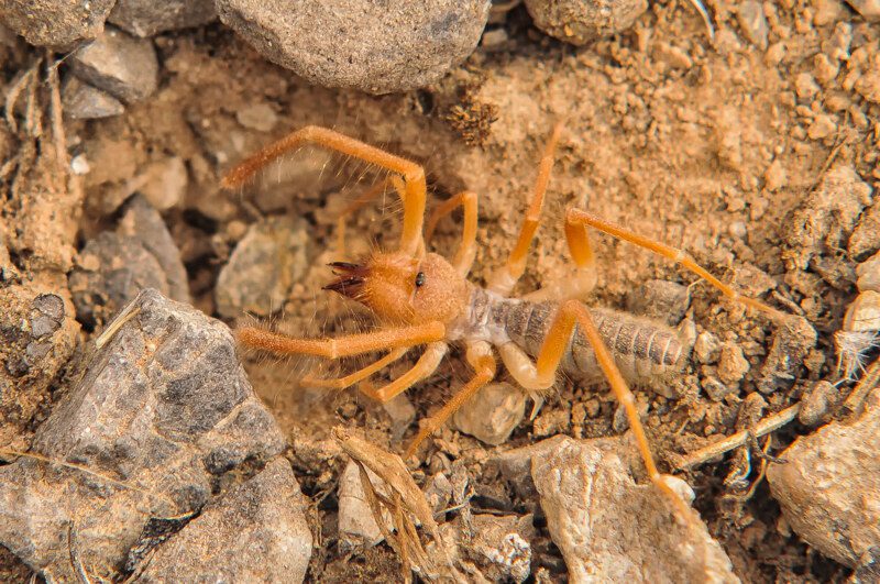 Pale Windscorpion