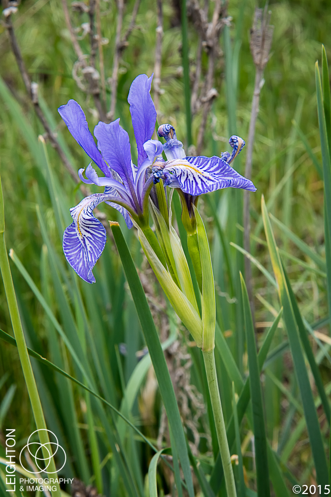 Western Blue Flag Iris