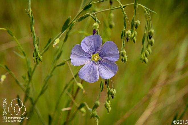 Western Blue Flax