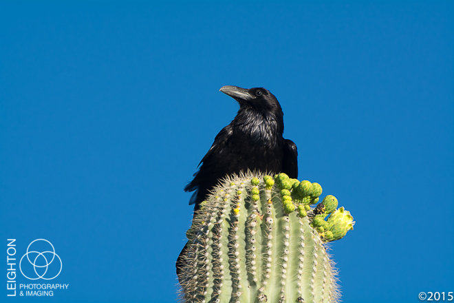 Chihuahuan Raven on a Saguaro