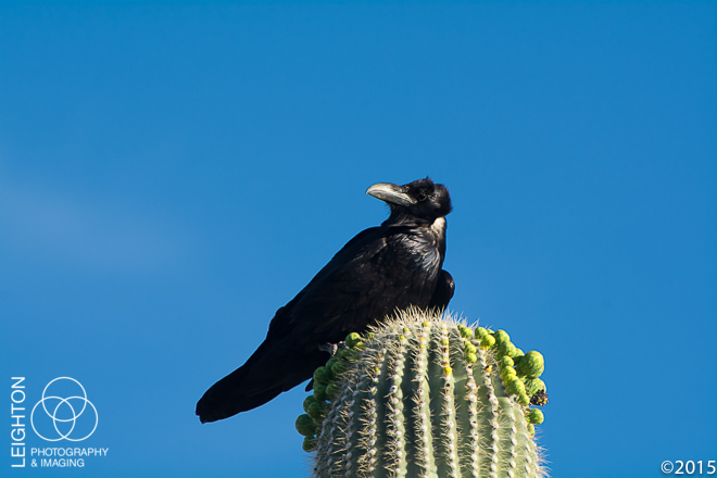Chihuahuan Raven on a Saguaro