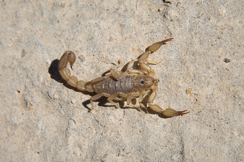 West Texas Scorpions and the Guadalupe Mountains!