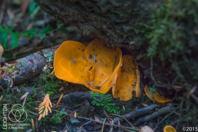 Orange-peel Fungus